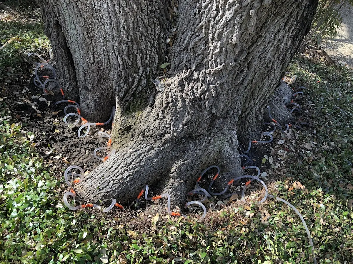 Detailed Tree Cabling and Bracing job site in Laurie
